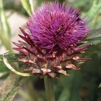 Cardy EKO - Cynara Cardunculus