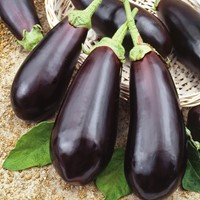 Aubergine Black Beauty