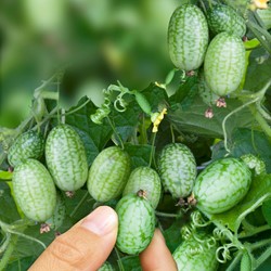 Mexikanische Minigurken Melothria scabra