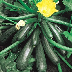 Zucchini Ambassador F1