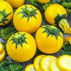 Zucchini Sun Ball F1