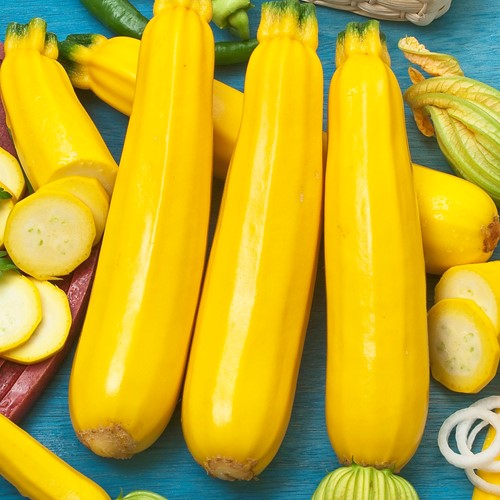 Courgette Soleil F1 - Cucurbita pepo