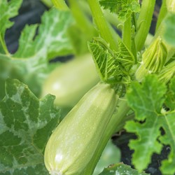 Zucchini Grey Griller F1