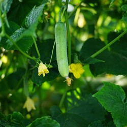 Gurke Patio Snacker F1