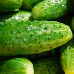 Gurke Marketmore EKO