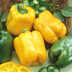 Paprika Golden Cal Wonder