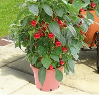 Potpaprika Kobold F1 PATIO
