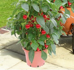 Paprika Kobold F1 PATIO
