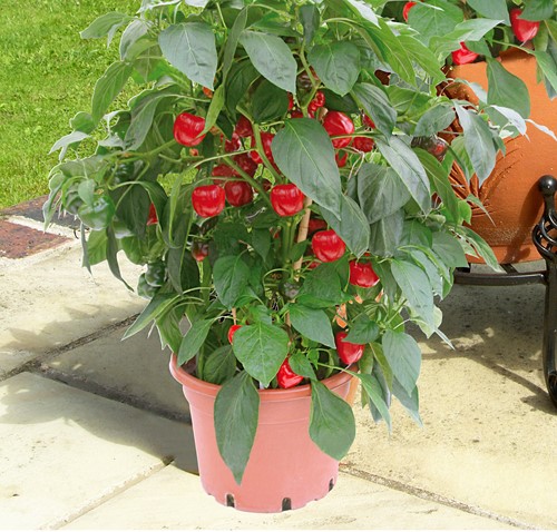 Potpaprika Kobold F1 PATIO