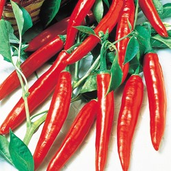 Pfeffer spanische Cayenne Long Slim