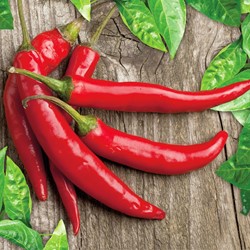 Pfeffer spanische Cayenne Westlandia EKO