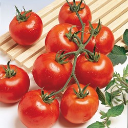 Tomate Vitador F1 - Trossen-Tomate