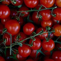 Tomate Supersweet 100 F1 - Lycopersicon