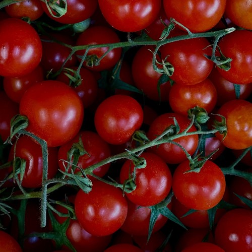 Tomaat Supersweet 100 F1 - Lycopersicon