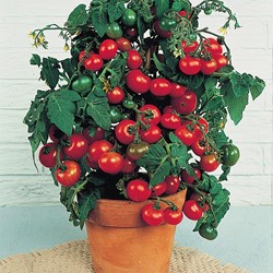 Tomate Minibel