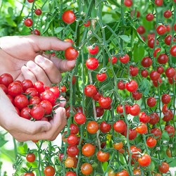 Tomate Cerise