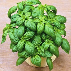 Basilienkraut Grob - Ocinum
