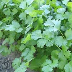 Koriander (Coriandrum sativum) EKO