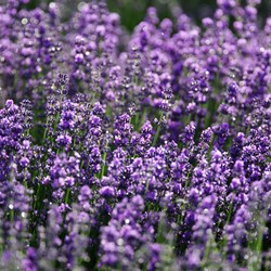 Lavendel Echter, Violett blau, Verani EKO