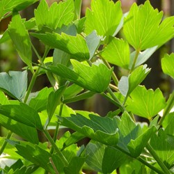 Liebstöckel, Maggikraut EKO - Levisticum Officinalis