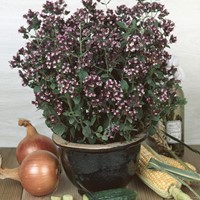 Oregano (Origanum Vulgaris) EKO