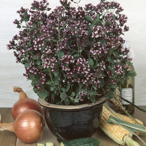 Oregano (Origanum Vulgaris) EKO