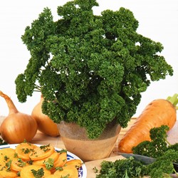 Krause Petersilie Moskrul 2 – Petroselinum crispum