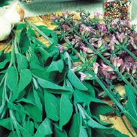 Salbei (Salvia officinalis) Fanni EKO