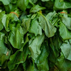 Sauerampfer Green de Belleville (Rumex acetosa)
