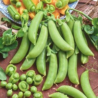 Zuckererbse Sugar Snap Delikett
