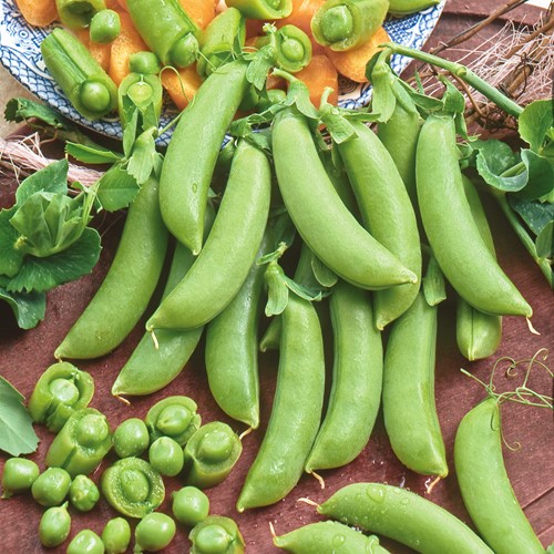 Zuckererbse Sugar Snap Delikett