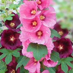 Stockrose Antwerp Stars einzelblumige mischung (Alcea)