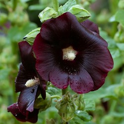 Stockrose Jet Black, einzelblumig