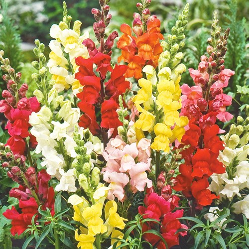 Löwenmaul Rainbow Mix, halbhoch