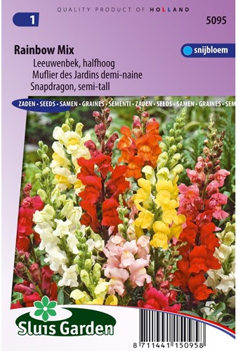 Löwenmaul Rainbow Mix, halbhoch-2