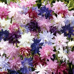 Akelei Granny's Bonnets mix
