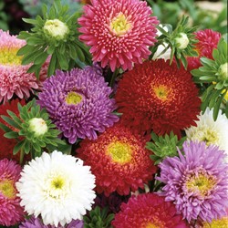 Aster Prinzessen Mischung (Sommeraster)