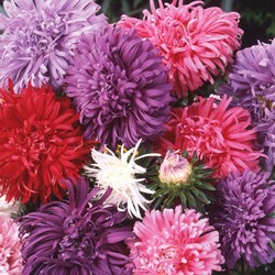 Aster American Branching Mix - Sommeraster Mischung