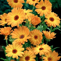 Ringelblume Orange EKO - Calendula