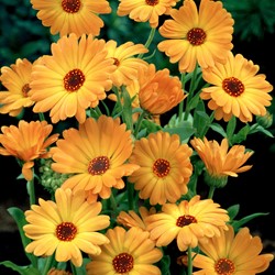 Ringelblume Orange EKO - Calendula