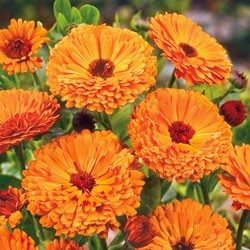 Ringelblume Ball's Orange - Calendula