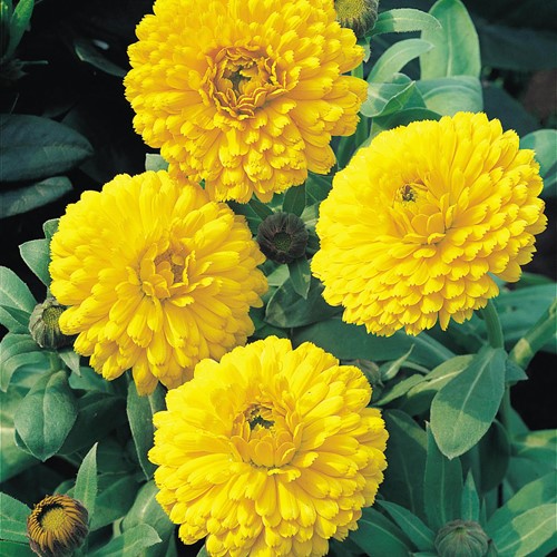 Ringelblume Ball's Golden Yellow - Calendula