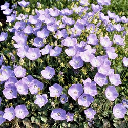 Wiesen-Glockenblume