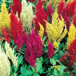 Hahnenkamm Pampas Plume gemischt