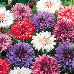 Kornblume doppelblumig gemischt