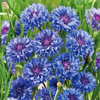 Kornblume Blue Boy, doppelblumig