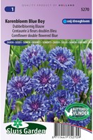 Kornblume Blue Boy, doppelblumig-2