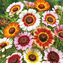 Bunte Gänseblümchen