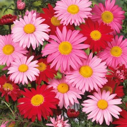 Margerite Robinson's Giants Mix (Perzischer Margerite)