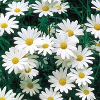 Margriet Alaska - Chrysanth